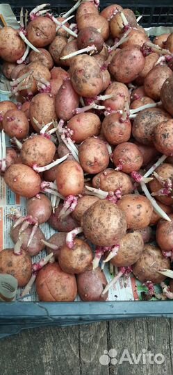 Семенной картофель