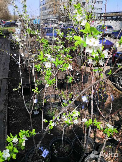 Саженцы плодовых растений. Яблоня. Вишня. Груша