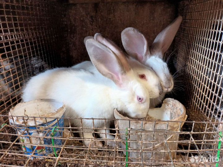 Продаю крольчат