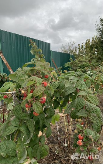 Малина саженцы