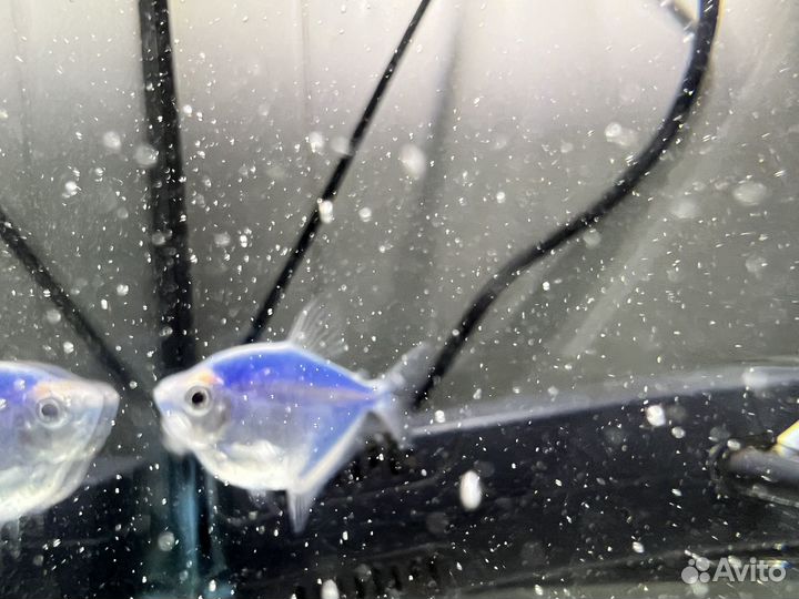 Аквариум с рыбкой