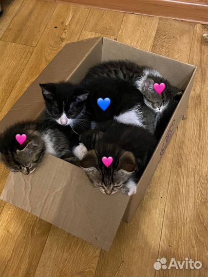 Котята в добрые руки