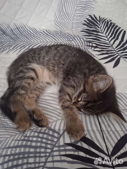 Котёнок
