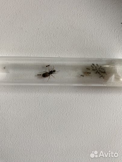 Муравьи Messor structor Жнецы