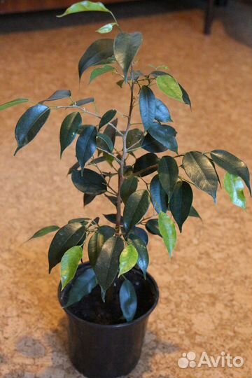 Комнатные цветы фикус бенджамина