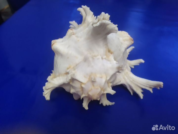 Ракушка морская