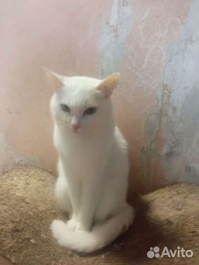 Кошечка Сима в добрые руки