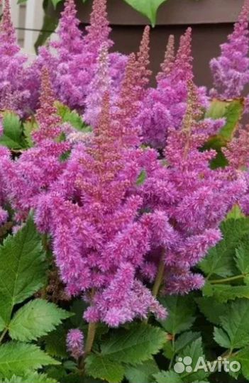 Астильба (4 сорта )