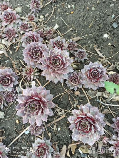 Суккуленты, каменная роза