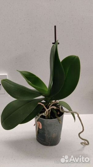 Орхидея фаленопсис мини