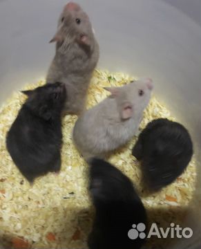 Хомяк ангорский разные окрасы 1месяц