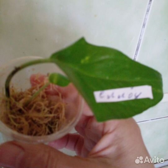 Сциндапсусы, эпипремнумы, монстеры, филодендроны