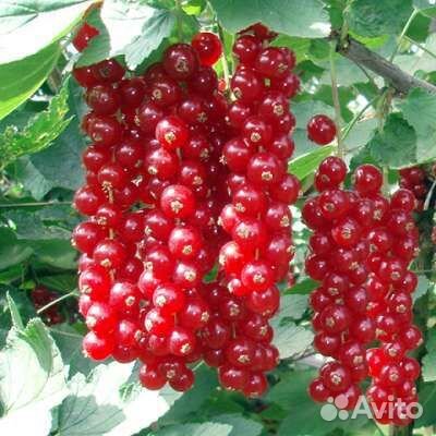 Саженцы красной смородины
