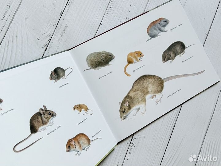 Книги детские (ид Белая ворона)