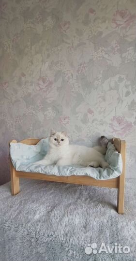 Шотландская принцесса