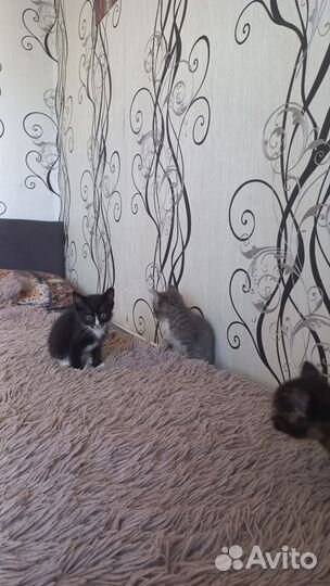 Отдам в добрые руки