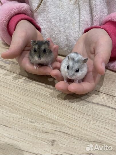 Джунгарский хомяк бесплатно