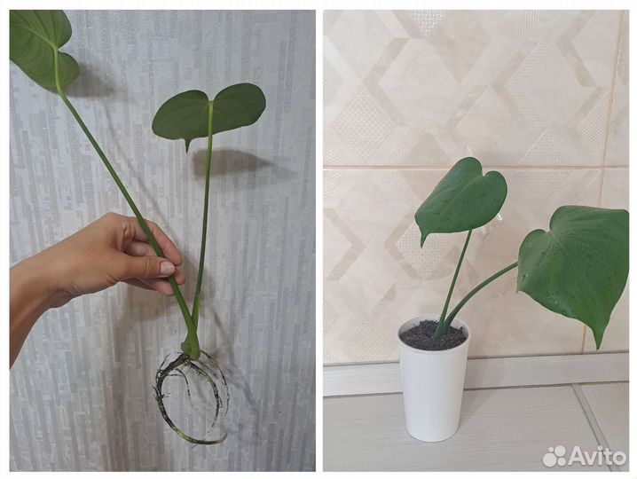 Антуриум монстера