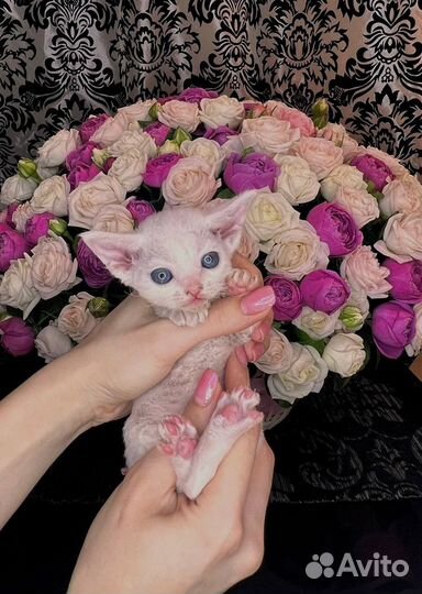Котята девон-рекс