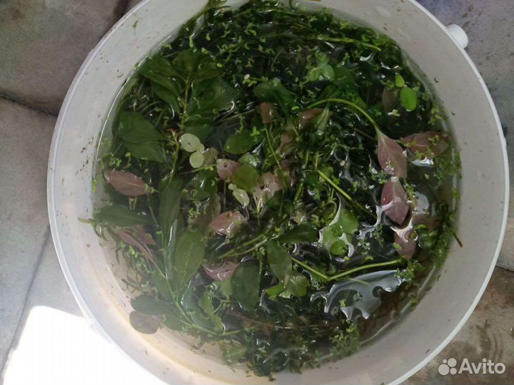 Аквариумные растения прополка