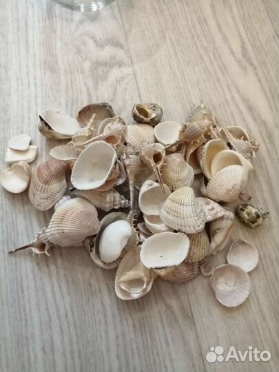 Морские ракушки