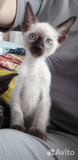 Ориенталы мальчики 3мес