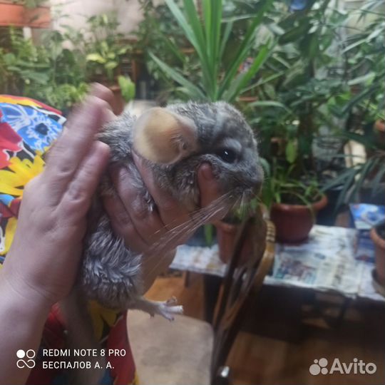 Шиншилла