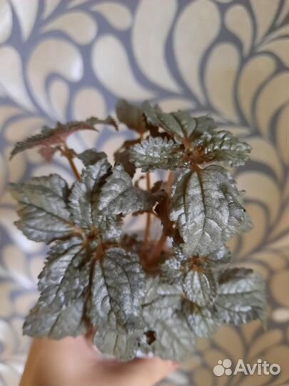 Пилея кадье