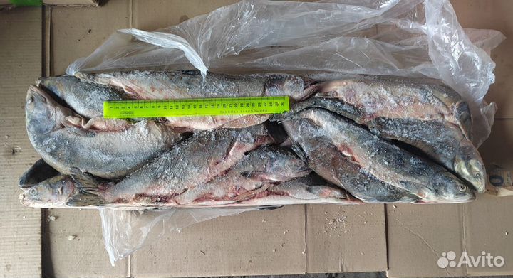Горбуша свежемороженая