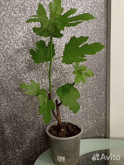 Комнатные растения-Инжир