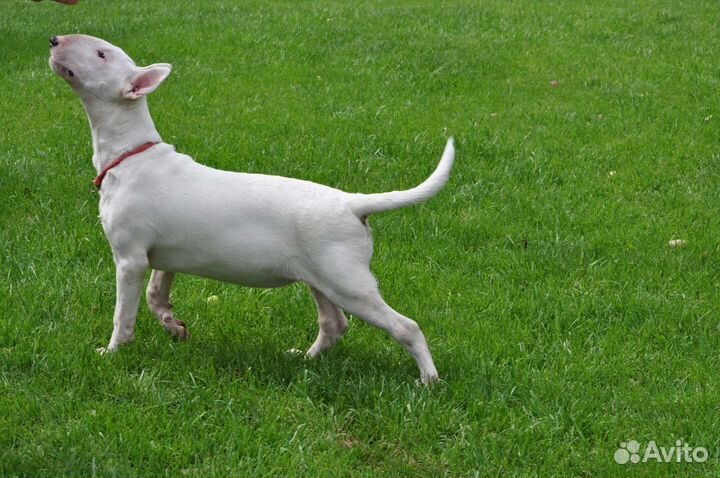 Щенок бультерьера стандарт