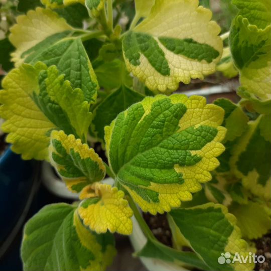 Плектрантусы ароматные сортовые комнатные