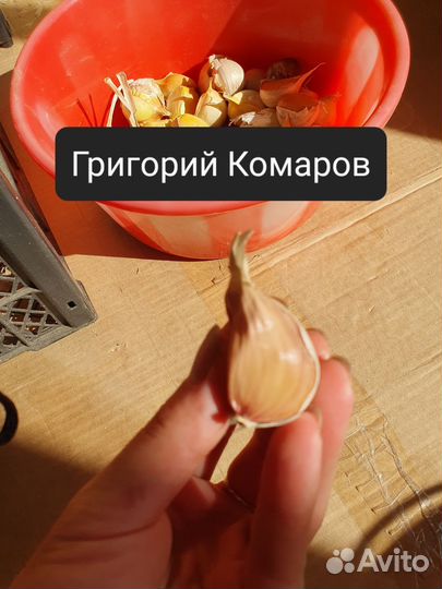 Элитные сорта чеснока.Осенняя посадка