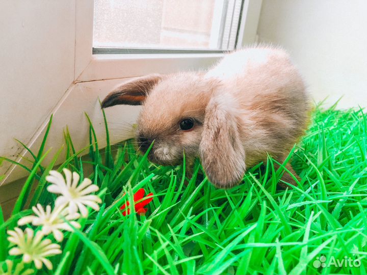 Карликовый кролик - хотот очень редкий