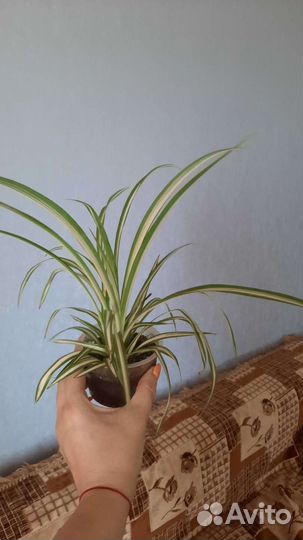 Хлорофитум