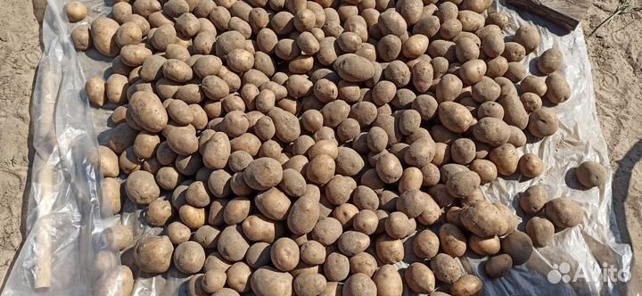 Продам картофель