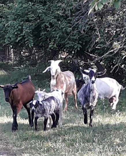 Козы козлята козлы