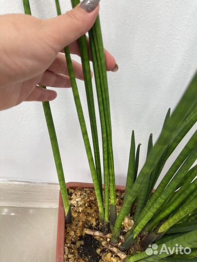 Сансевиерия цилиндрика, хани, инти