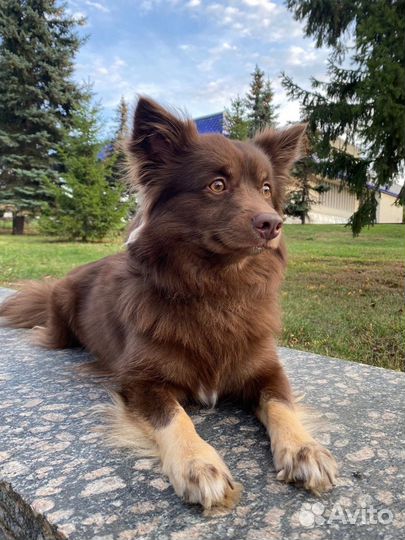 Отдам в хорошие руки