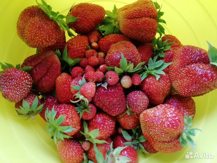 Саженцы крупноплодной клубники