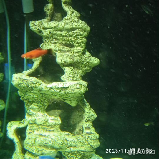 Аквариумные рыбки