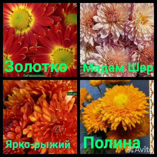 Хризантема садовая