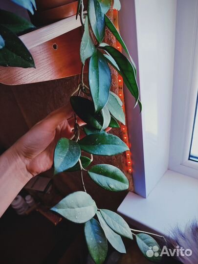 Хойя карноза