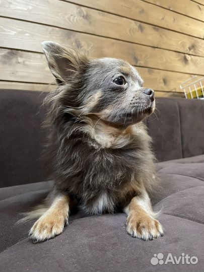 Вязка чихуахуа