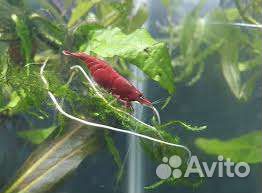 Креветки Черри