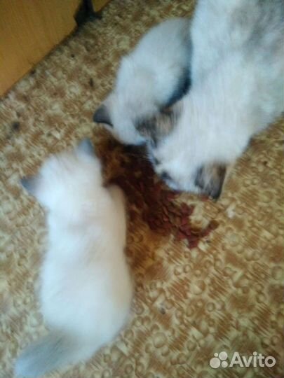 Сиамские котята