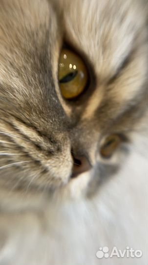 Макролинза + рыбий глаз