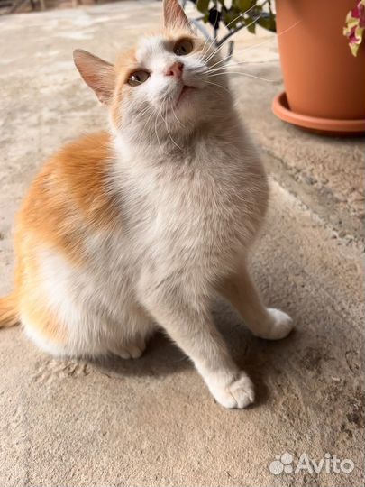 Котята в добрые руки бесплатно