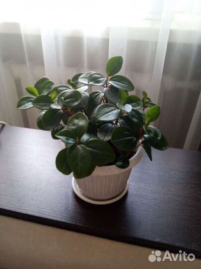 Комнатные цветы, пеперомия