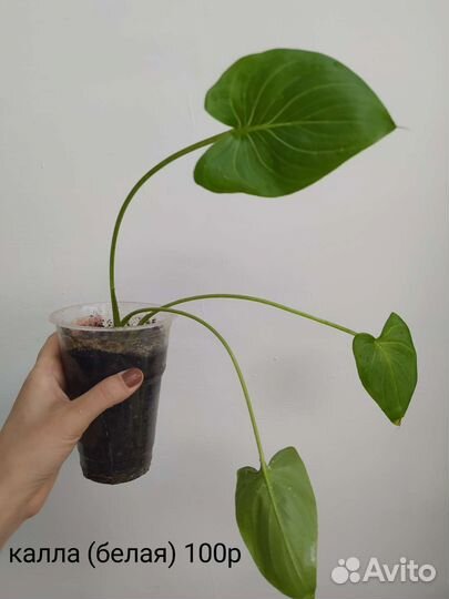 Комнатные растения